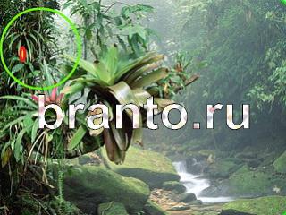 ответы на игру Зоркий глаз Уровень 1070