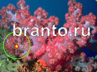 ответы на игру Зоркий глаз Уровень 1103