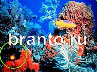 Зоркий глаз решения на игру Уровень 1109