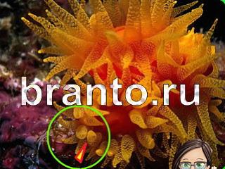 ответы на игру Зоркий глаз Уровень 1110