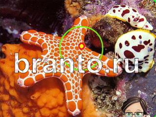 игра Зоркий глаз ответы Уровень 1113