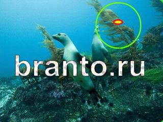 ответы на игру Зоркий глаз Уровень 1114