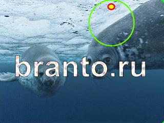 ответы на игру Зоркий глаз Уровень 1116