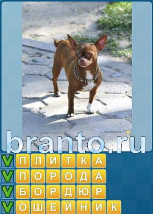 Найди слова решения Уровень 245