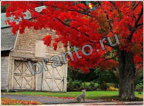 Побег из зоопарка игра подсказки уровень 94