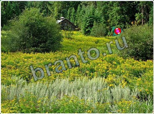 Побег из зоопарка игра помощь уровень 95