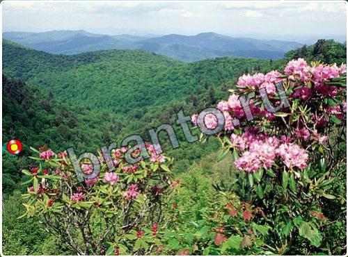 Игра Побег из зоопарка ответы уровень 97