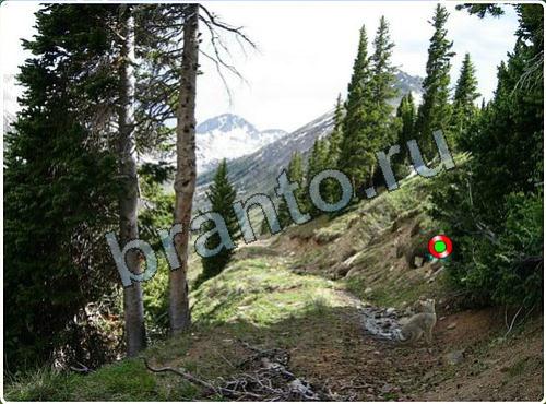 ответы на игру Побег из зоопарка в одноклассниках уровень 103