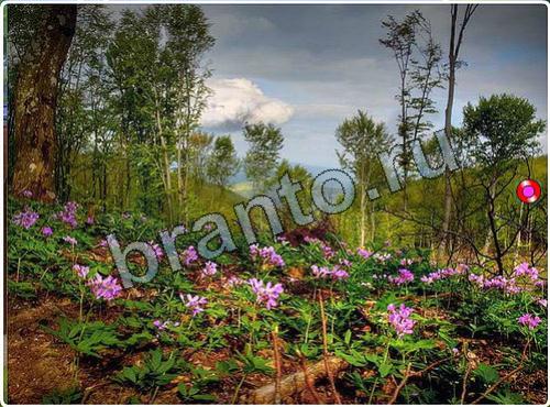 решения для игры Побег из зоопарка уровень 108