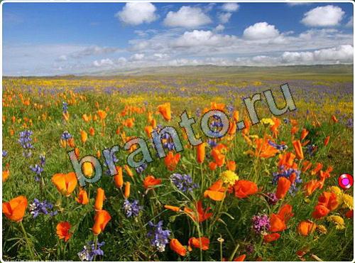 ответы на игру Побег из зоопарка уровень 115