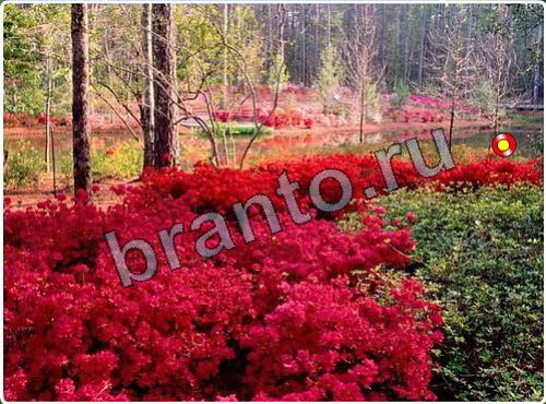 ответы на игру Побег из зоопарка уровень 118