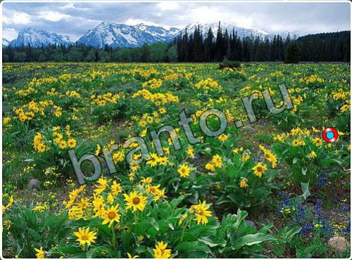 ответы на игру Побег из зоопарка уровень 119