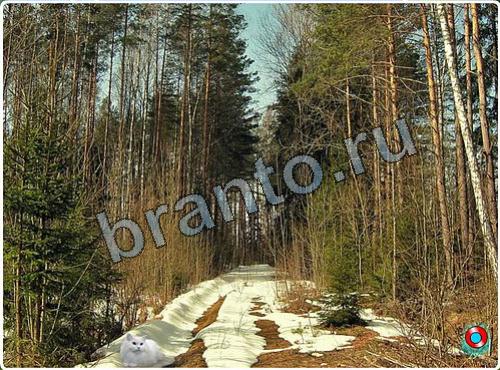 Побег из зоопарка ответы уровень 128