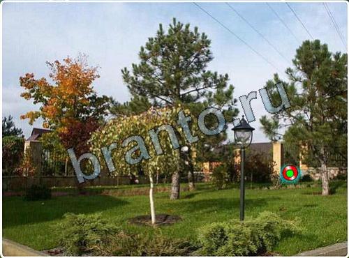 ответы на игру Побег из зоопарка уровень 156