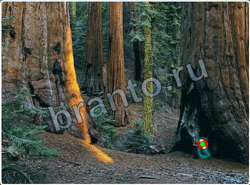 ответы на игру Побег из зоопарка уровень 157