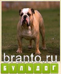 Прятки слов в контакте: уровень 222