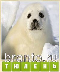 Прятки слов подсказки: уровень 383