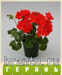 Прятки слов в контакте: уровень 542