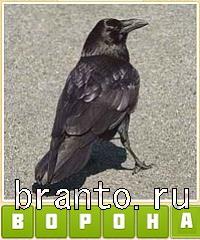 Прятки слов в контакте: уровень 562