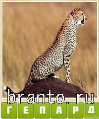 Прятки слов подсказки: уровень 583