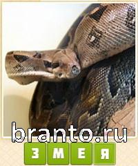 Прятки слов в контакте: уровень 602