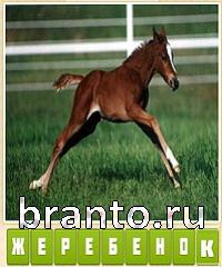 Прятки слов подсказки: уровень 663