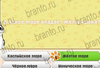 Одноклассники Самый умный котёнок решебник к игре в Одноклассниках Уровень 66