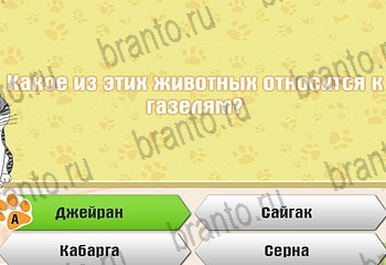 игра Самый умный котёнок в Одноклассниках ответы Уровень 69