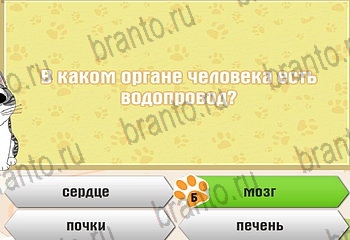 Самый умный котёнок все отгадки Одноклассники Уровень 79