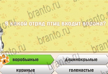 Одноклассники Самый умный котёнок ответ на Уровень 92