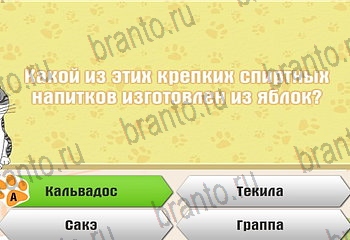 игра Самый умный котёнок все отгадки в Одноклассниках Уровень 110