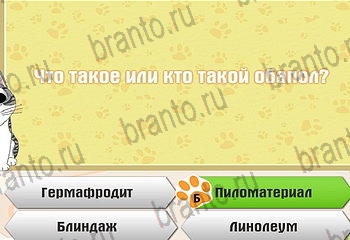 Самый умный котёнок игра из одноклассников помощь Уровень 125