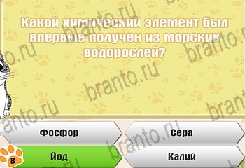 Самый умный котёнок разгадки к игре Уровень 351