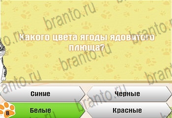 Самый умный котёнок в Одноклассниках найти ответы Уровень 188