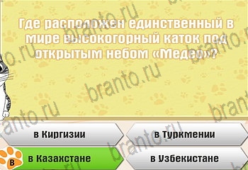 игра Самый умный котёнок в Одноклассниках ответы Уровень 369