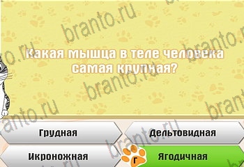 игра Самый умный котёнок в Одноклассниках ответы Уровень 399