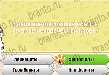 Самый умный котёнок разгадки к игре Уровень 411