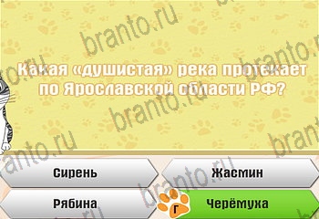 Самый умный котёнок помощь Уровень 495