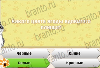 Игра Самый умный котёнок Одноклассники решения Уровень 527