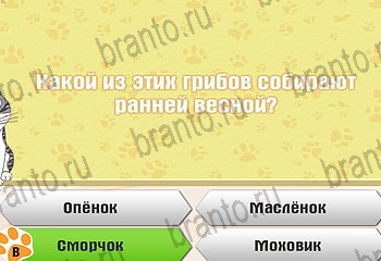 Самый умный котёнок ответы Уровень 640