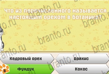 игра Самый умный котёнок в Одноклассниках ответы Уровень 789
