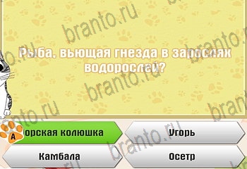 Самый умный котёнок Одноклассники решения на игру Уровень 828