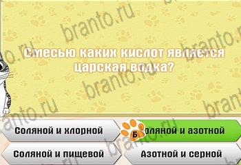 Самый умный котёнок разгадки к игре Уровень 831