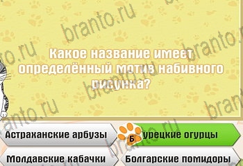 Одноклассники Самый умный котёнок ответ на Уровень 842