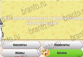 Самый умный котёнок Одноклассники подсказки Уровень 843
