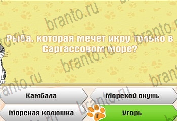 игра Самый умный котёнок в Одноклассниках ответы Уровень 849