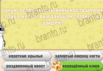 игра Самый умный котёнок все отгадки в Одноклассниках Уровень 860
