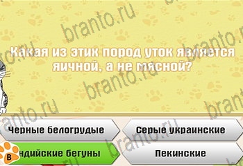 Самый умный котёнок ответы Уровень 901