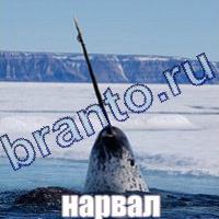 Слова: что на картинке в одноклассниках