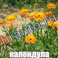 слова что на картинке ответы в одноклассниках